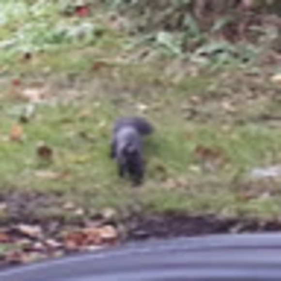 Meet your Posher, Ron - Picture 1 of 1